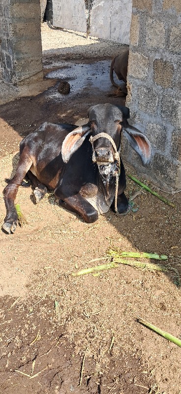 ગાય