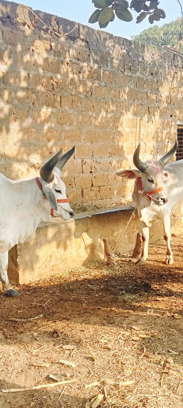 ગોઢલા