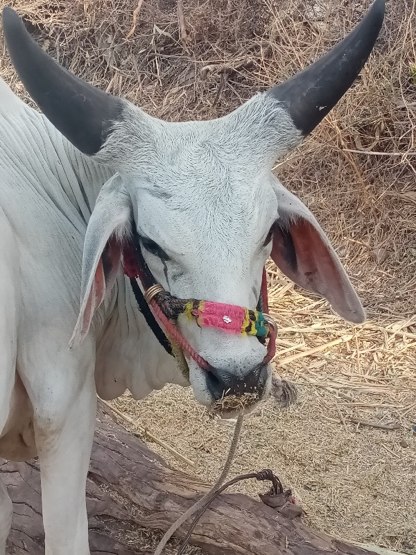 ગોઢલા વેચવાના છ...