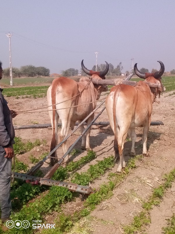 બળદ વેચવાના છે