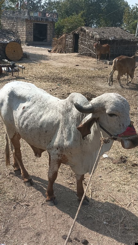 ગોઢલોવેચવાનોછે