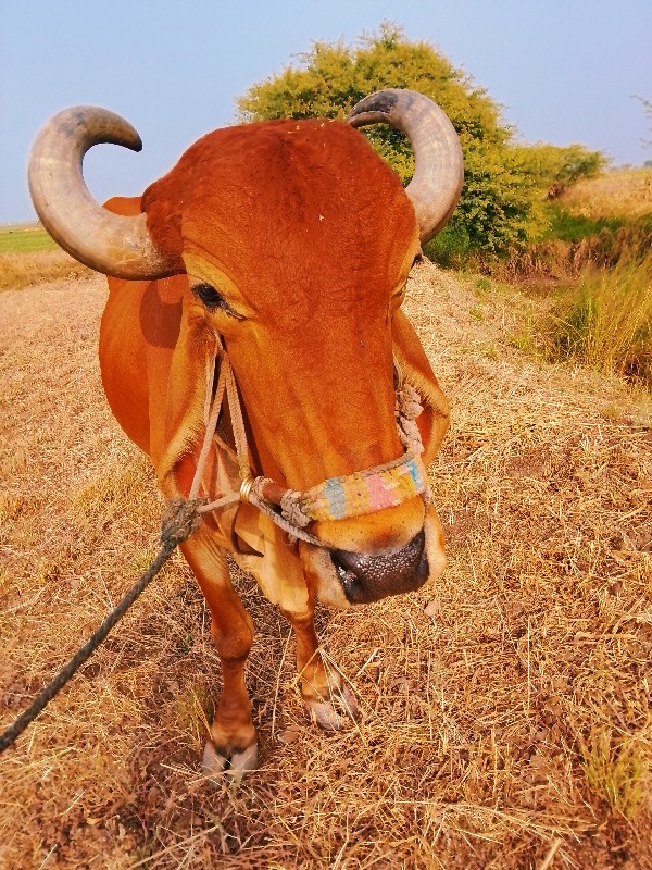 બળદ વેચવાના છે