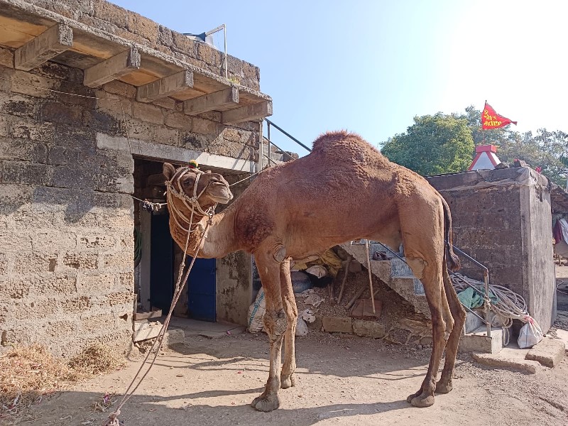 સાંઢીયો વેચવાનો...