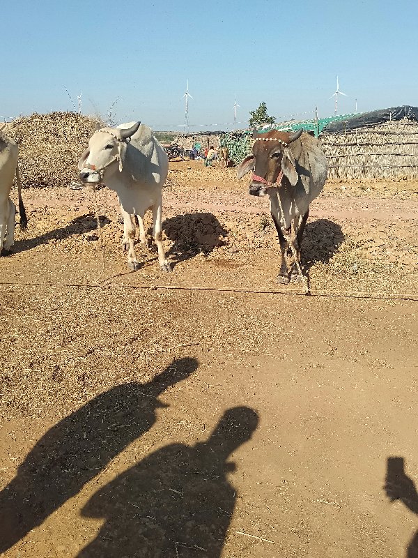 આ ગુદલા વેચવાના...