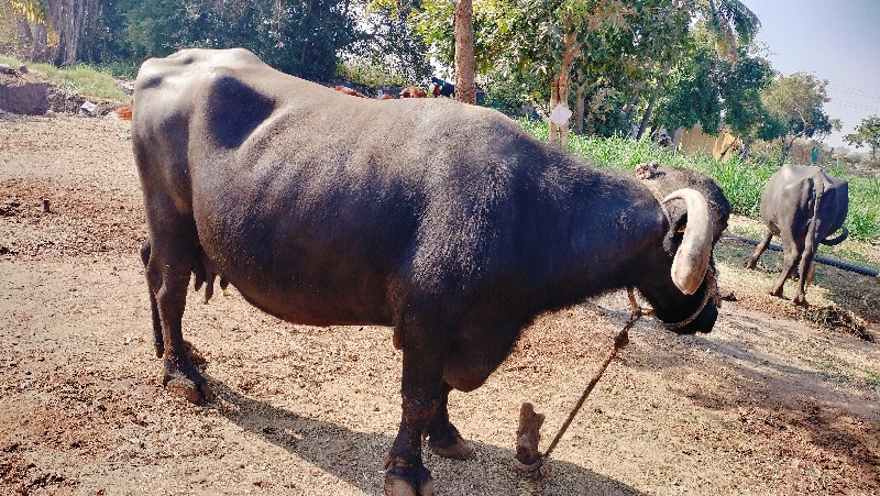 ભેંસ વેચવાની છે