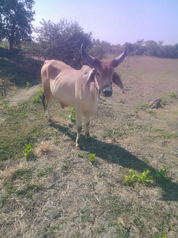 આ ગોઢલો વેચવાનો...