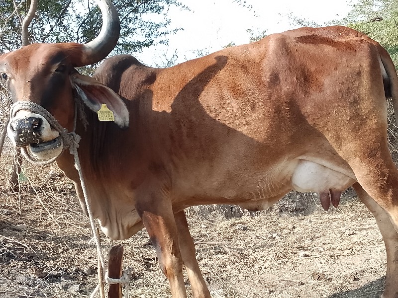 ગાય વેચવાની છે...