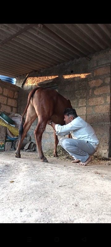 Gay vechvani ch...