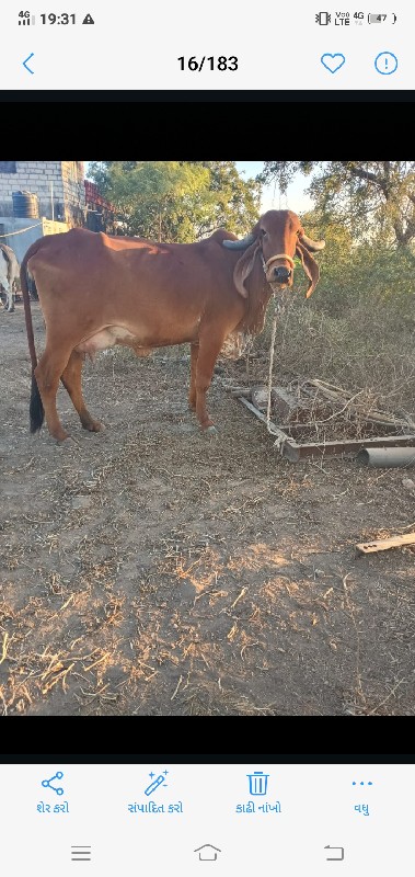 ગીર ગાય વેચવાની...