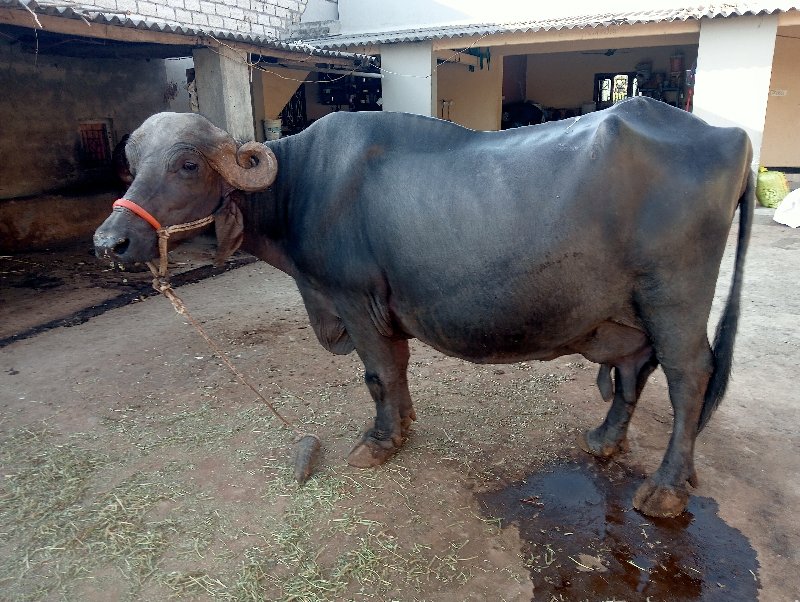 ભેસવેસવાની છે