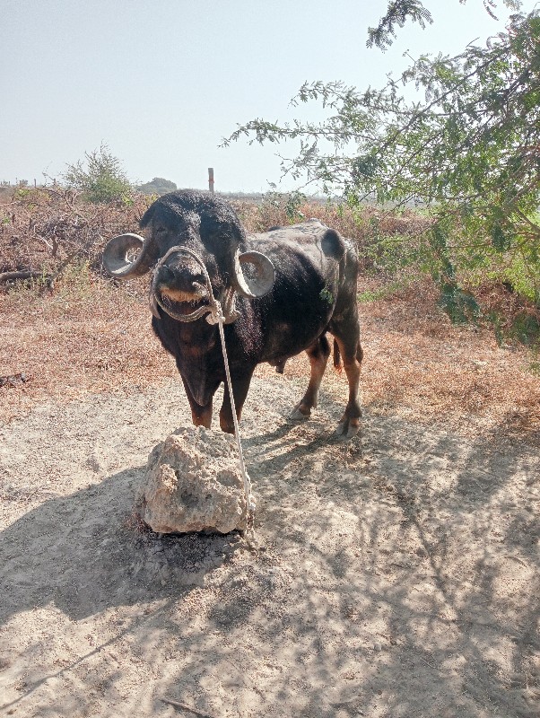 પાડો