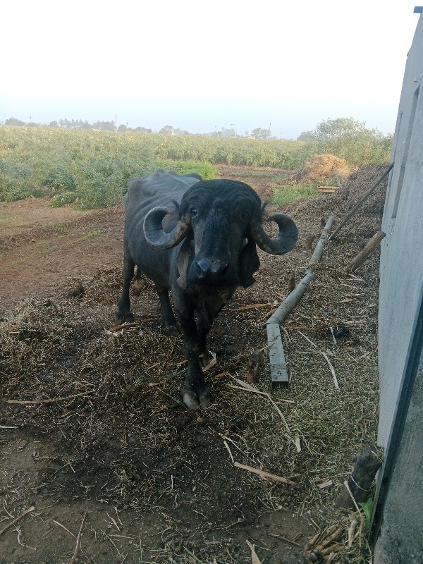 ભેસવેચવાનીછેપચી...