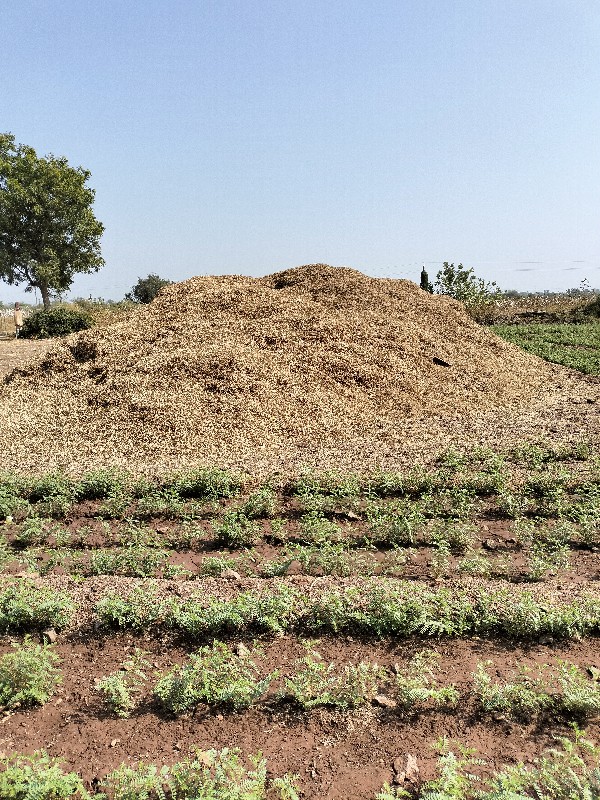 20નંબર મગફળી પા...