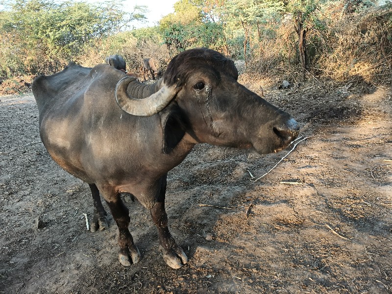 ભેંસ વેચવાની છે