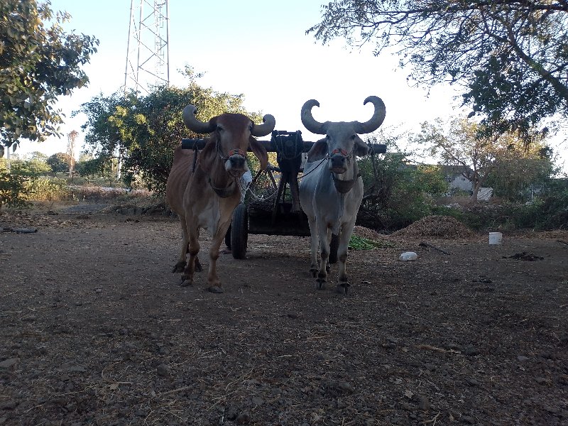 bardha  vesvana...