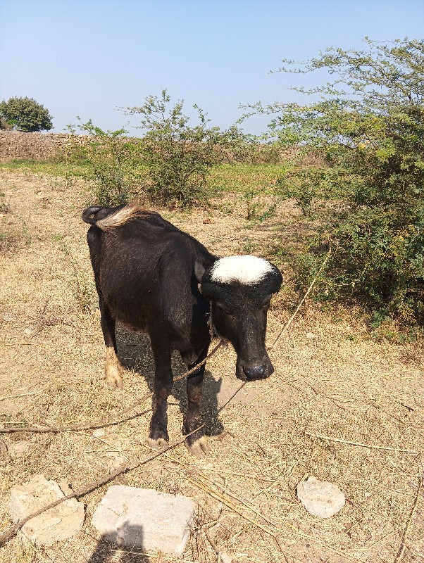 પાડો માલધારી ની...