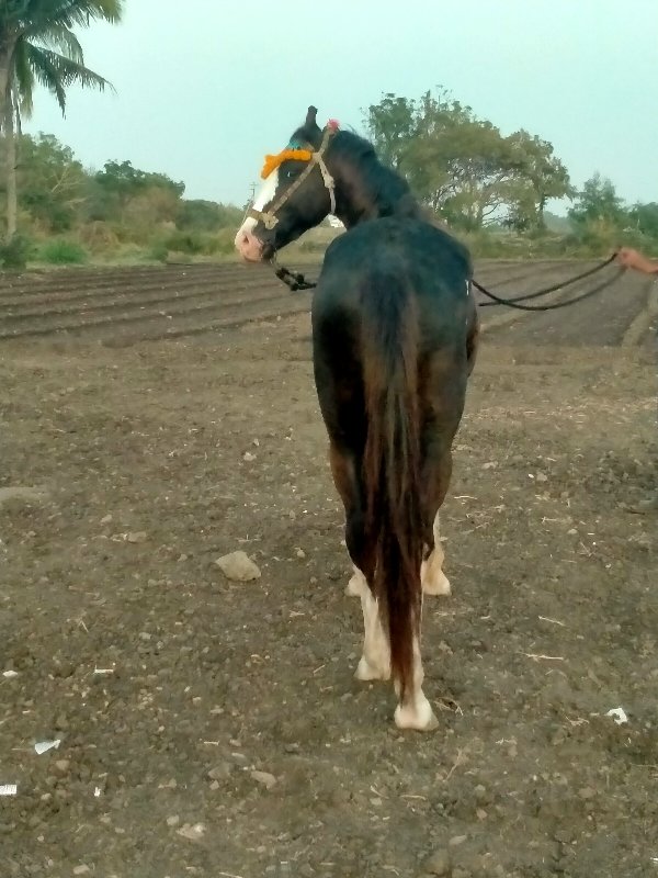 ઘોળો વેસવાનોસે