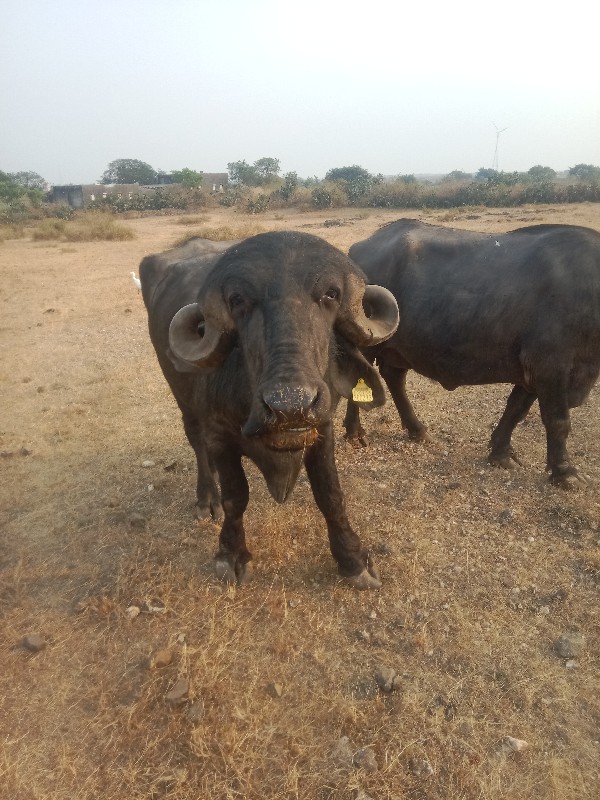 પડો  વેસવા નો છ...