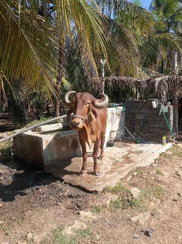 બડદ વેશવાના છે