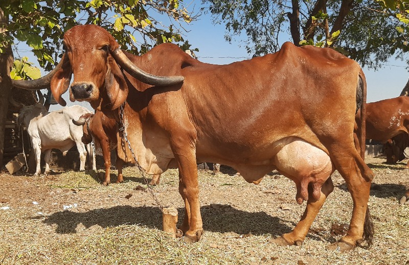 ગાય વેચવાની છે