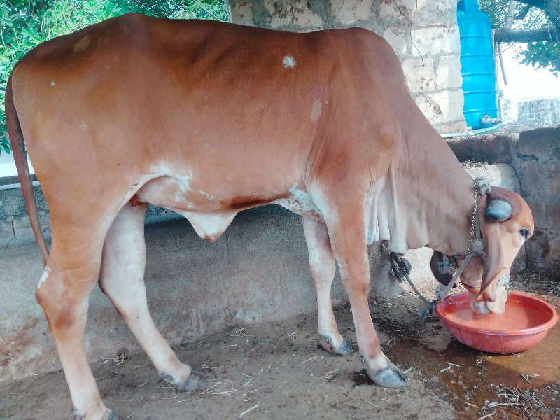 હોડકી વેસવાનિ છ...