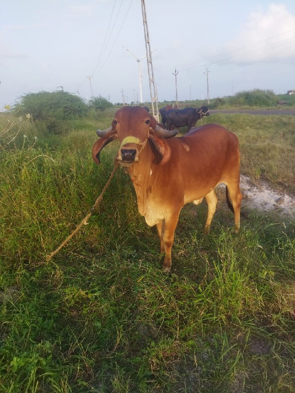 ગાય વેચવાની છે