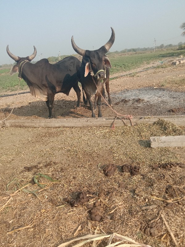 ગોઢલા વેચવાનાછે