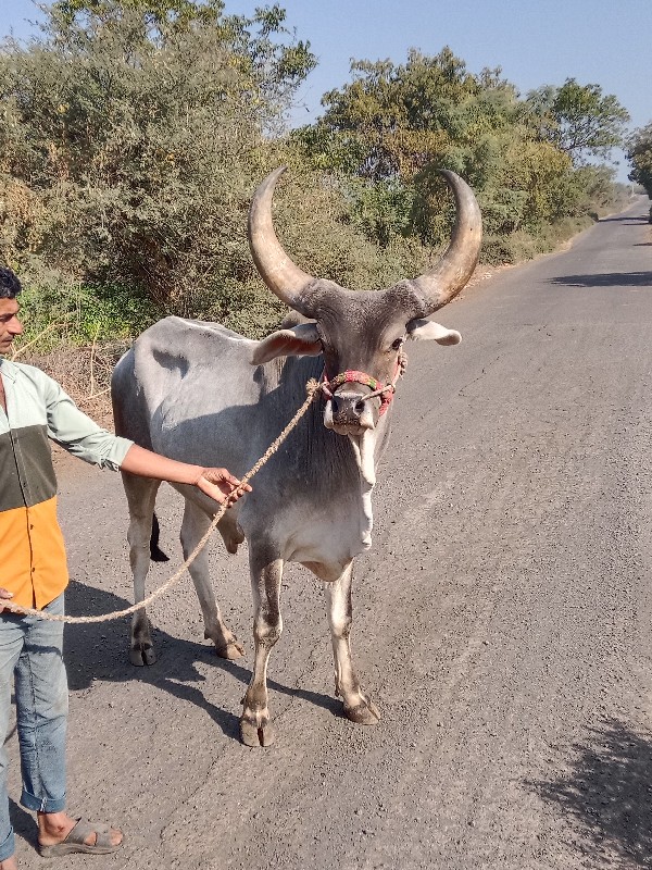 ગોધાલો વેચવાનો...