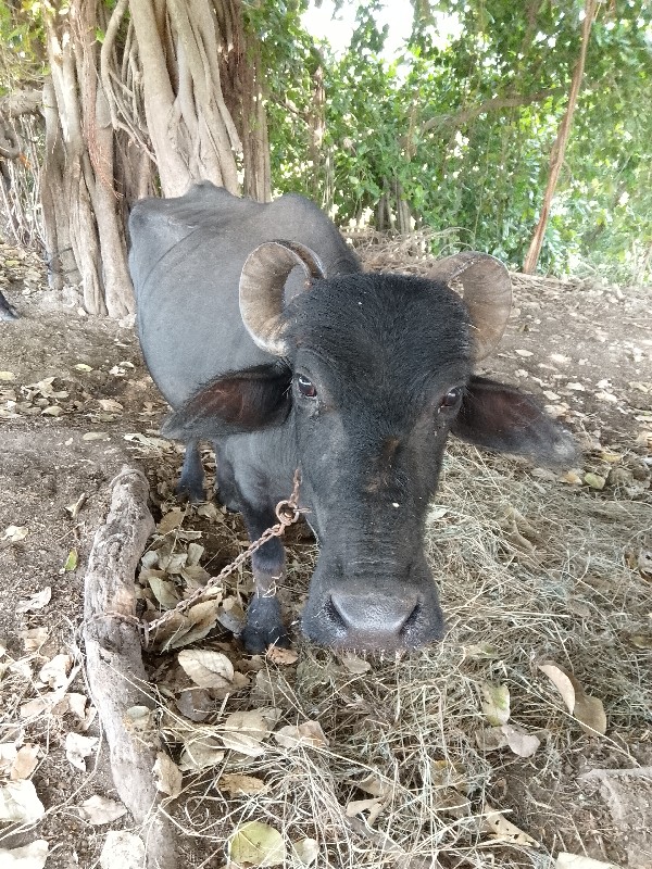 ભેંસ વેચવાની છે