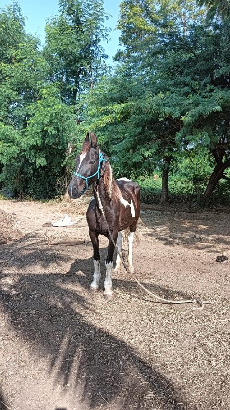 ધોડી વેસવાની છે