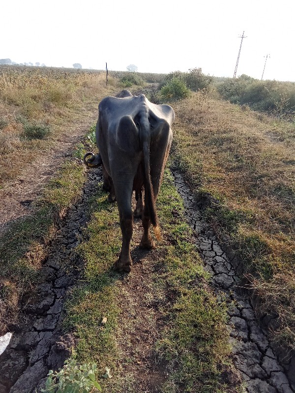 ભેંસ વેચવાની છે