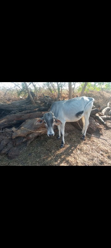 કોરોસીગ જળસી વા...