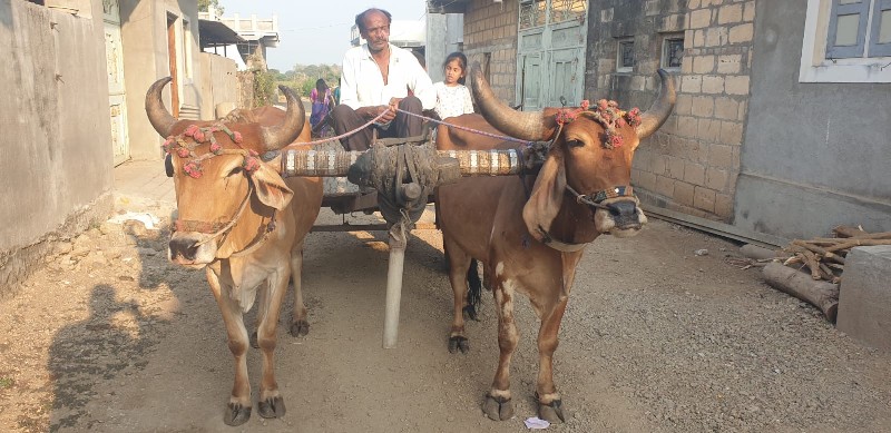 દેશી બળદ વેચવાન...