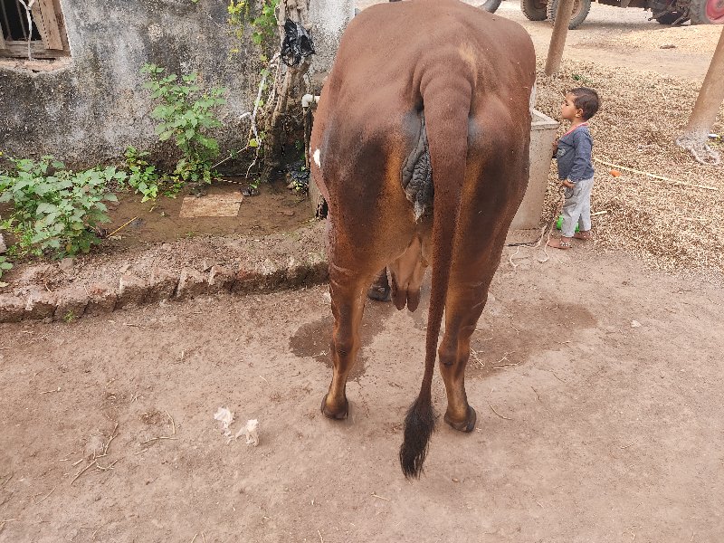 ગાય વેચવાનિ છે