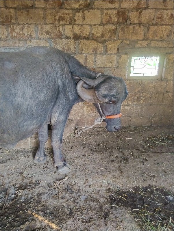 ભેંશ વેચ વા ની...