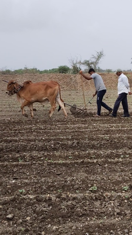 ગોઢલા