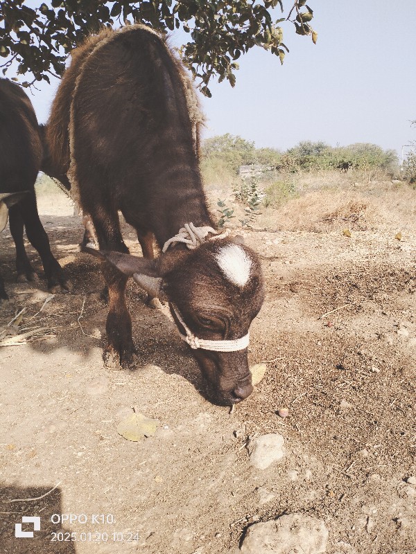 પાડો