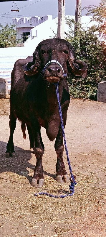 ખડેલું વેચવાનું...