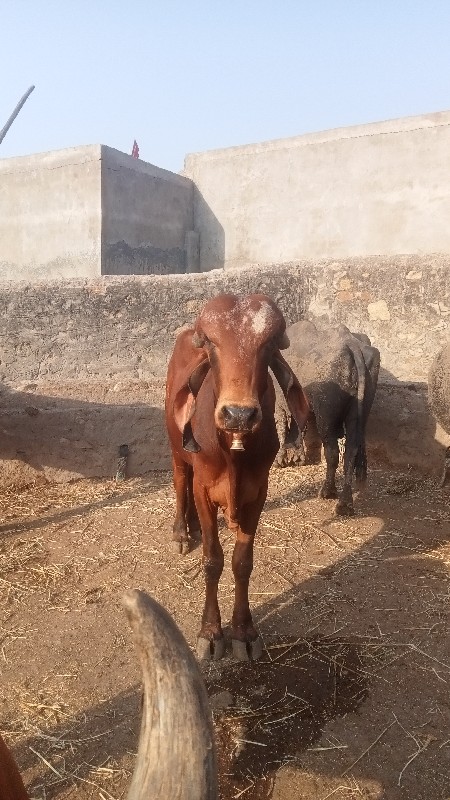 ખુટ વેયવાનોછે