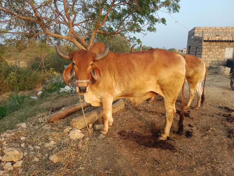 ગોઠલો બીજી ધરનો