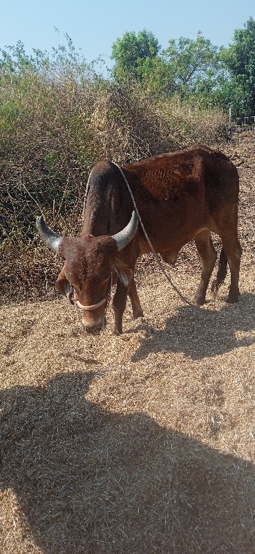 બળદ વેચવાના છે