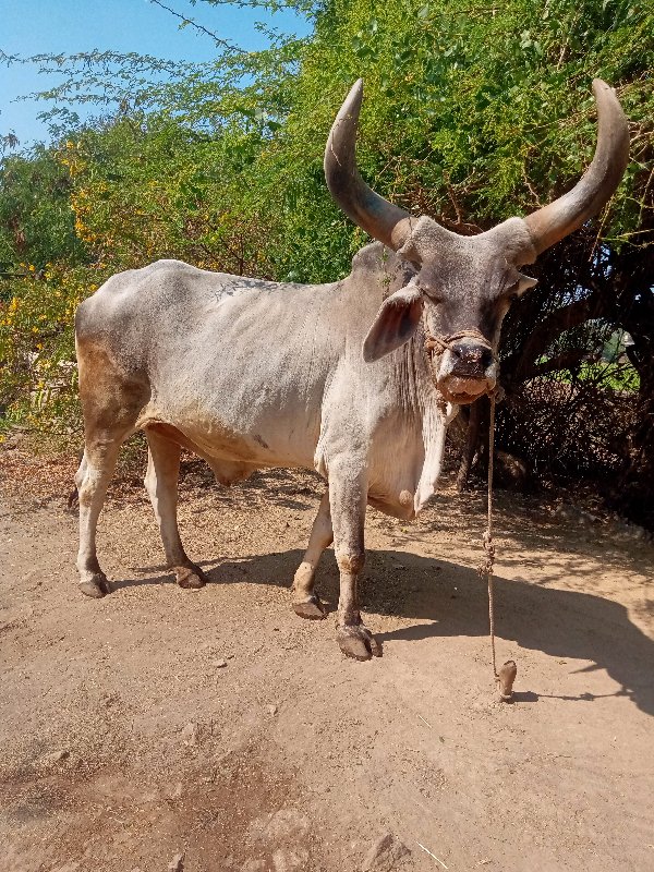 બળદ