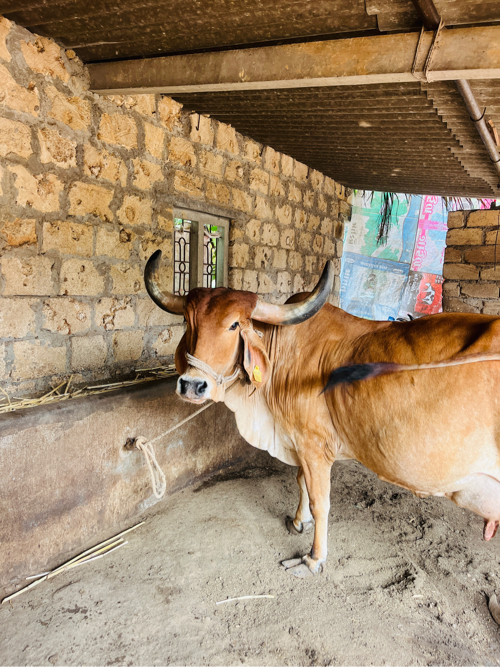 ગાય વેસવાની છે