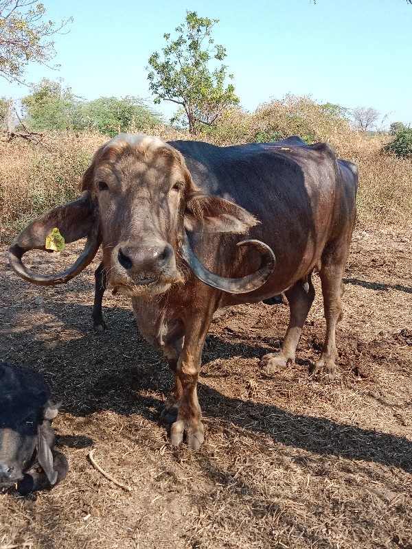 પૂરી ભેંસ વેચવા...