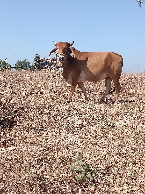 પેલવેતરી.હોડકીવ...