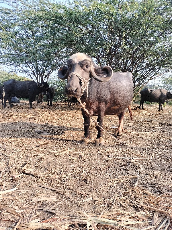 ભેંસ વેચવાની છે