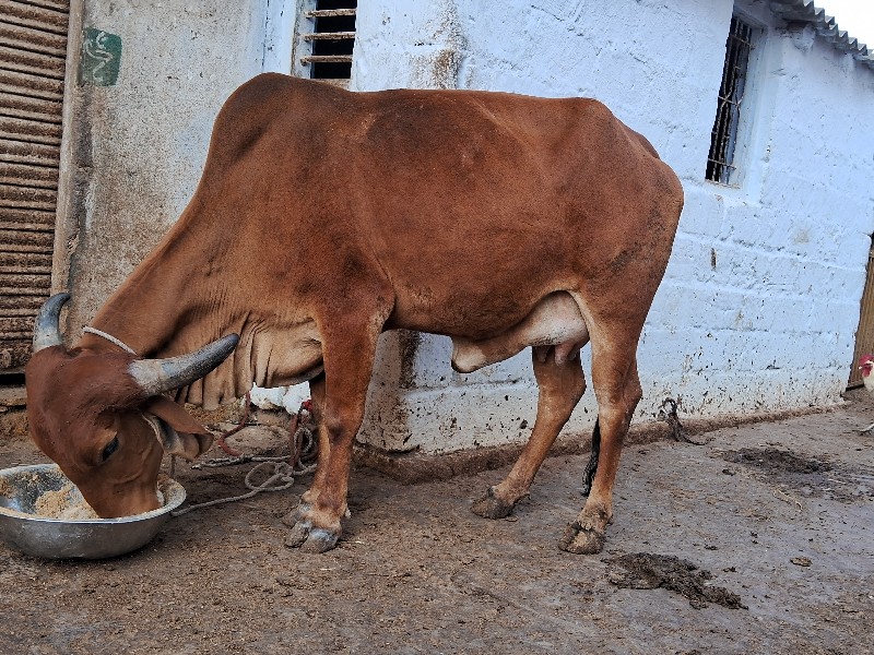 પેલુ વેતર