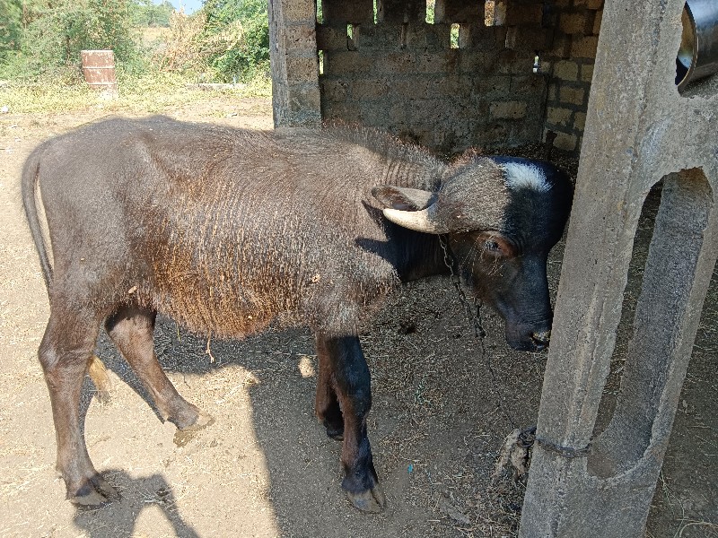 પાડો વેચવાનો છે