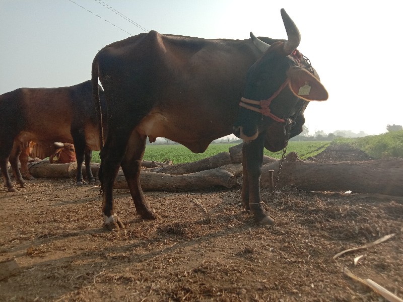 ગાય વેચવાની છે