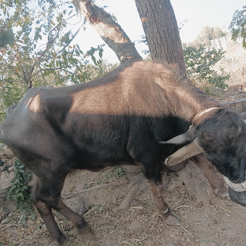 ભેંસ વેચવાની છે